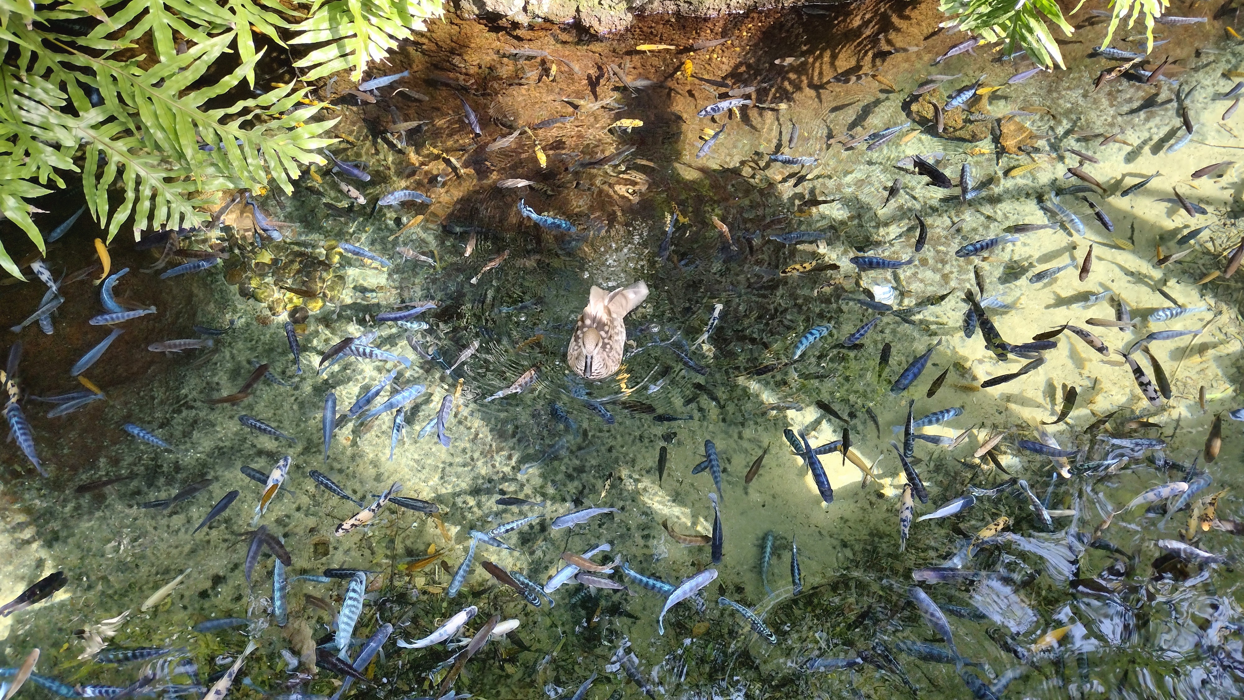Bird Series and the Past Week