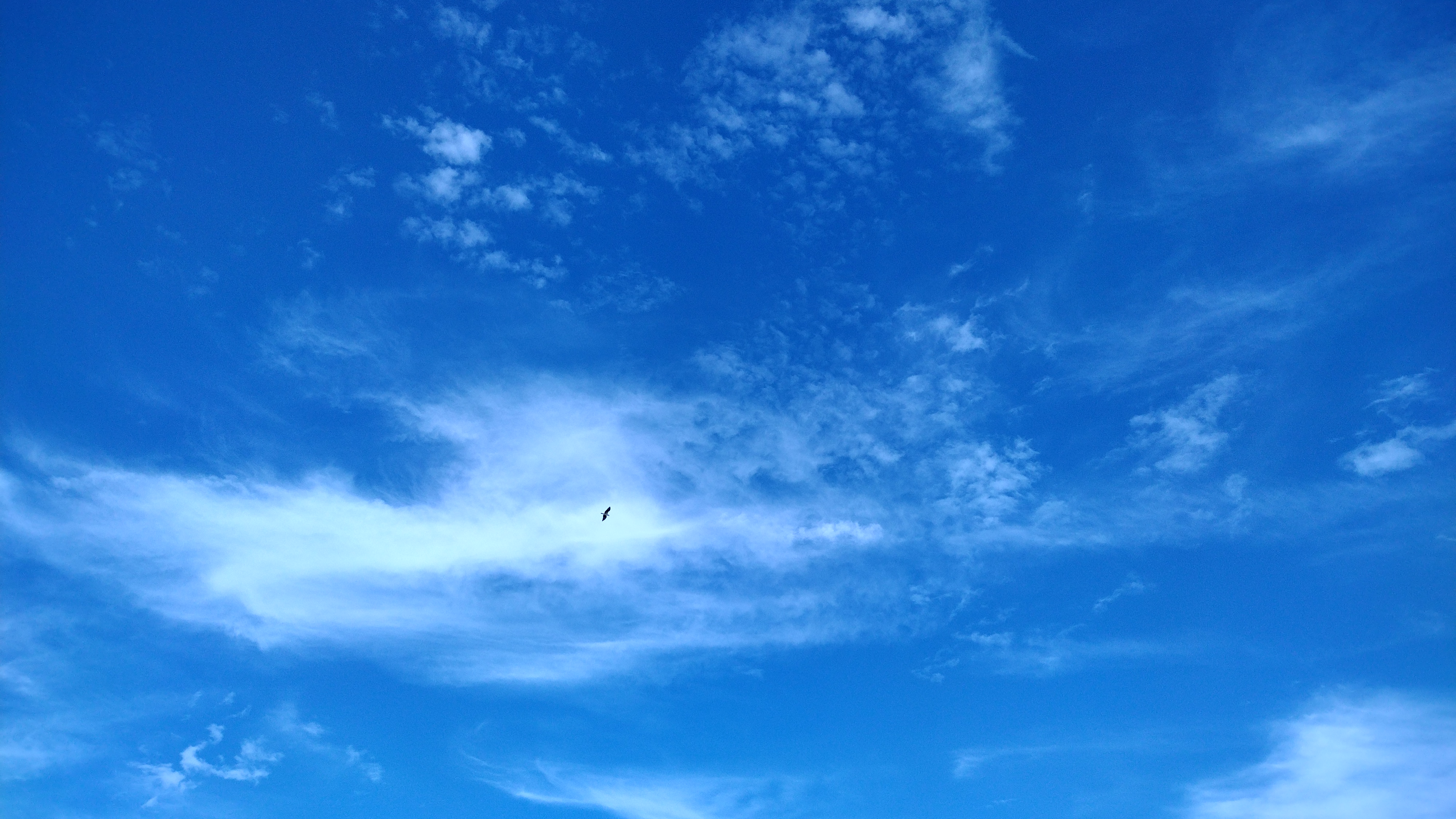 Bird Art