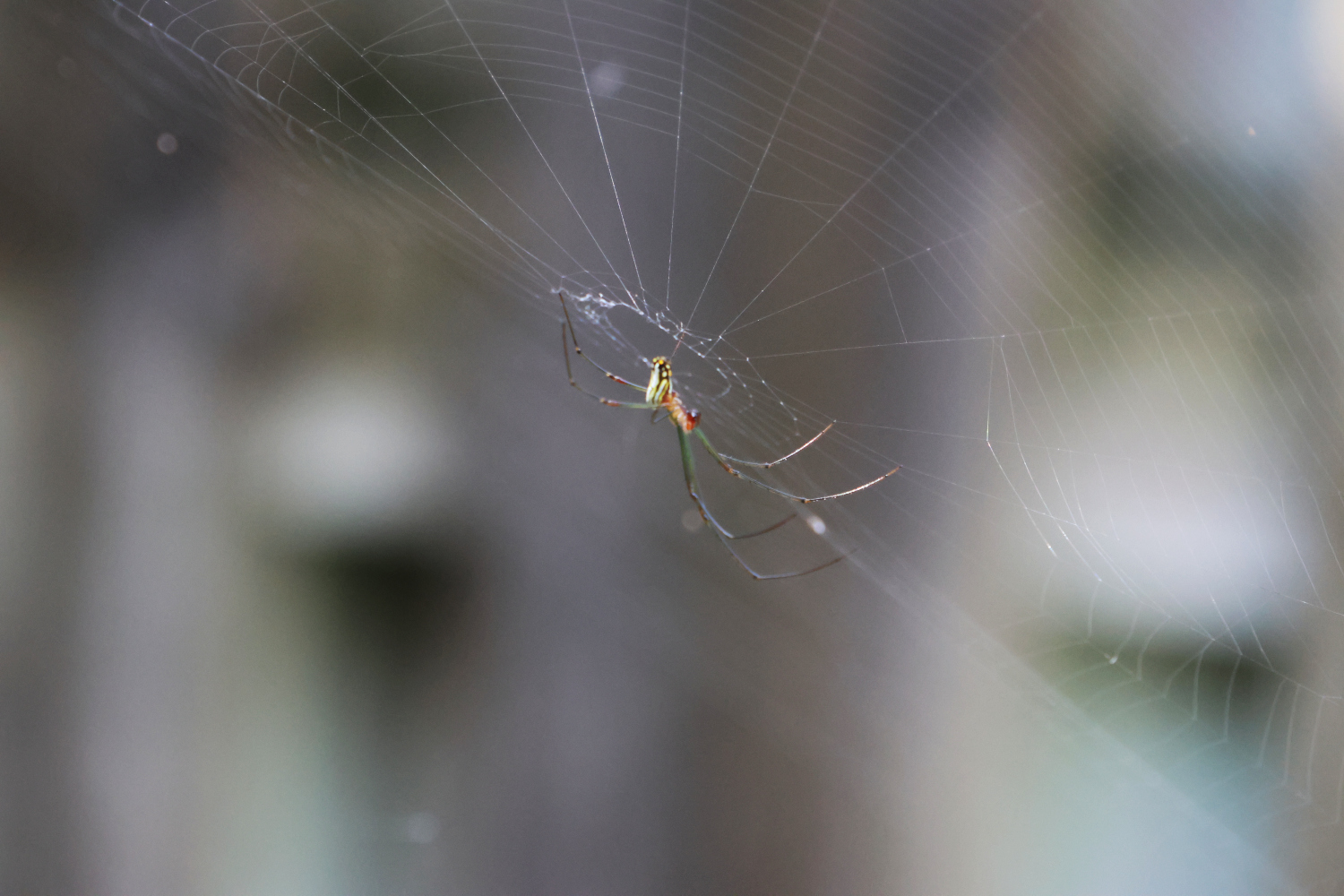 Fascinating Creatures