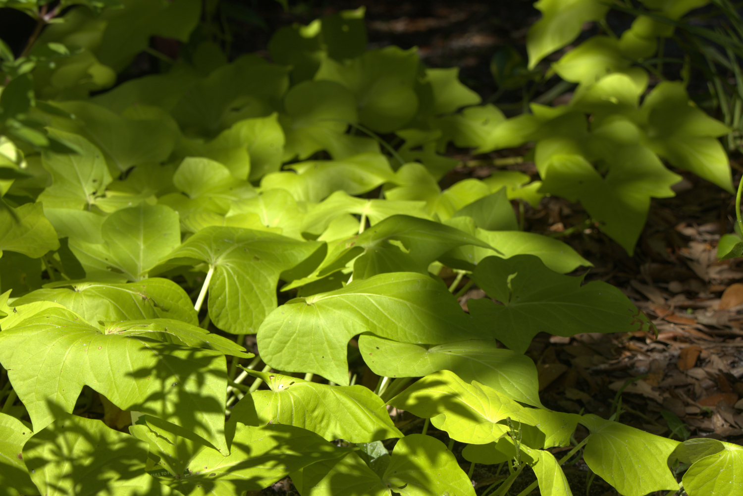 Sweet Potato Vine