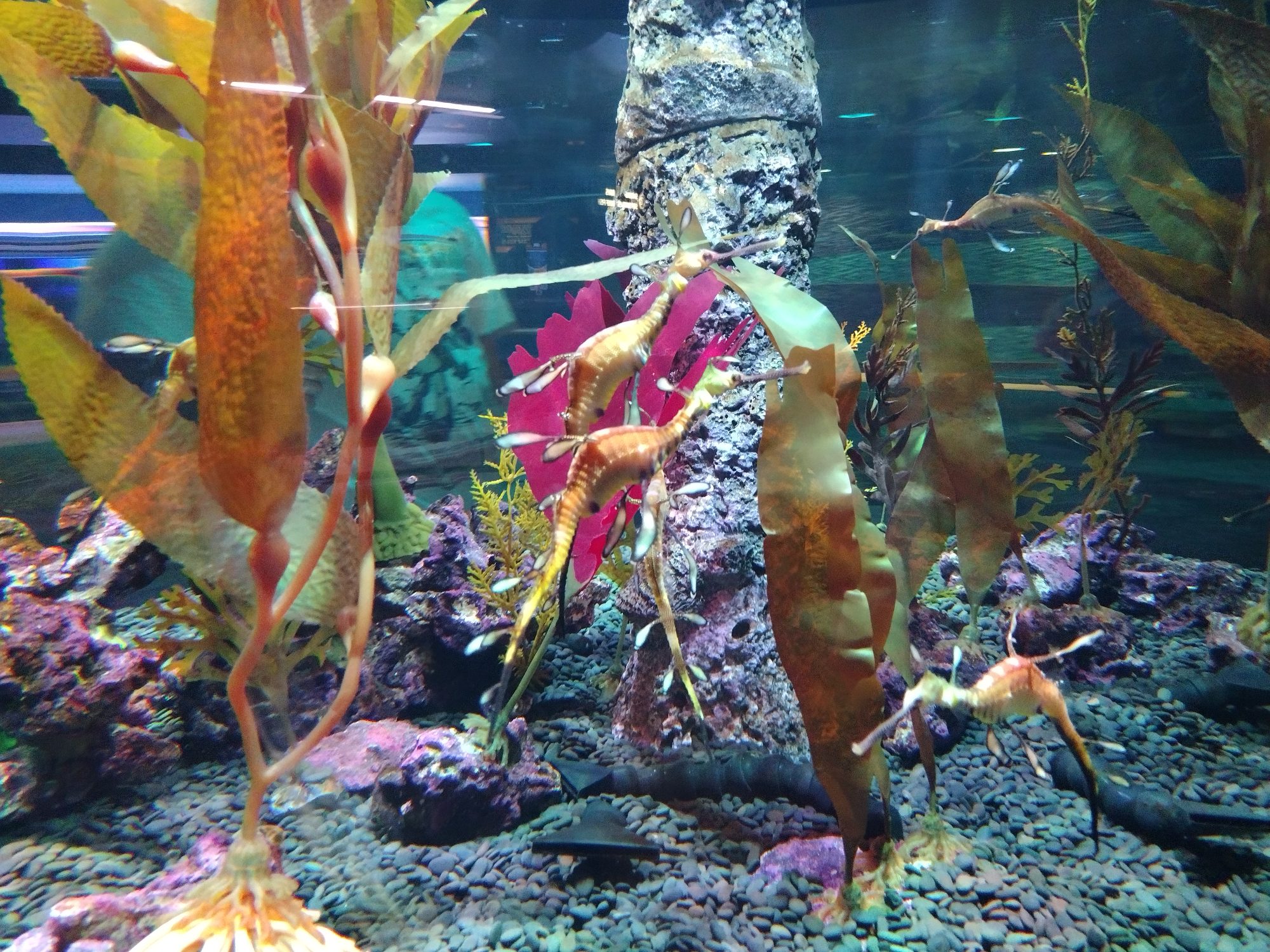 Sea Dragons