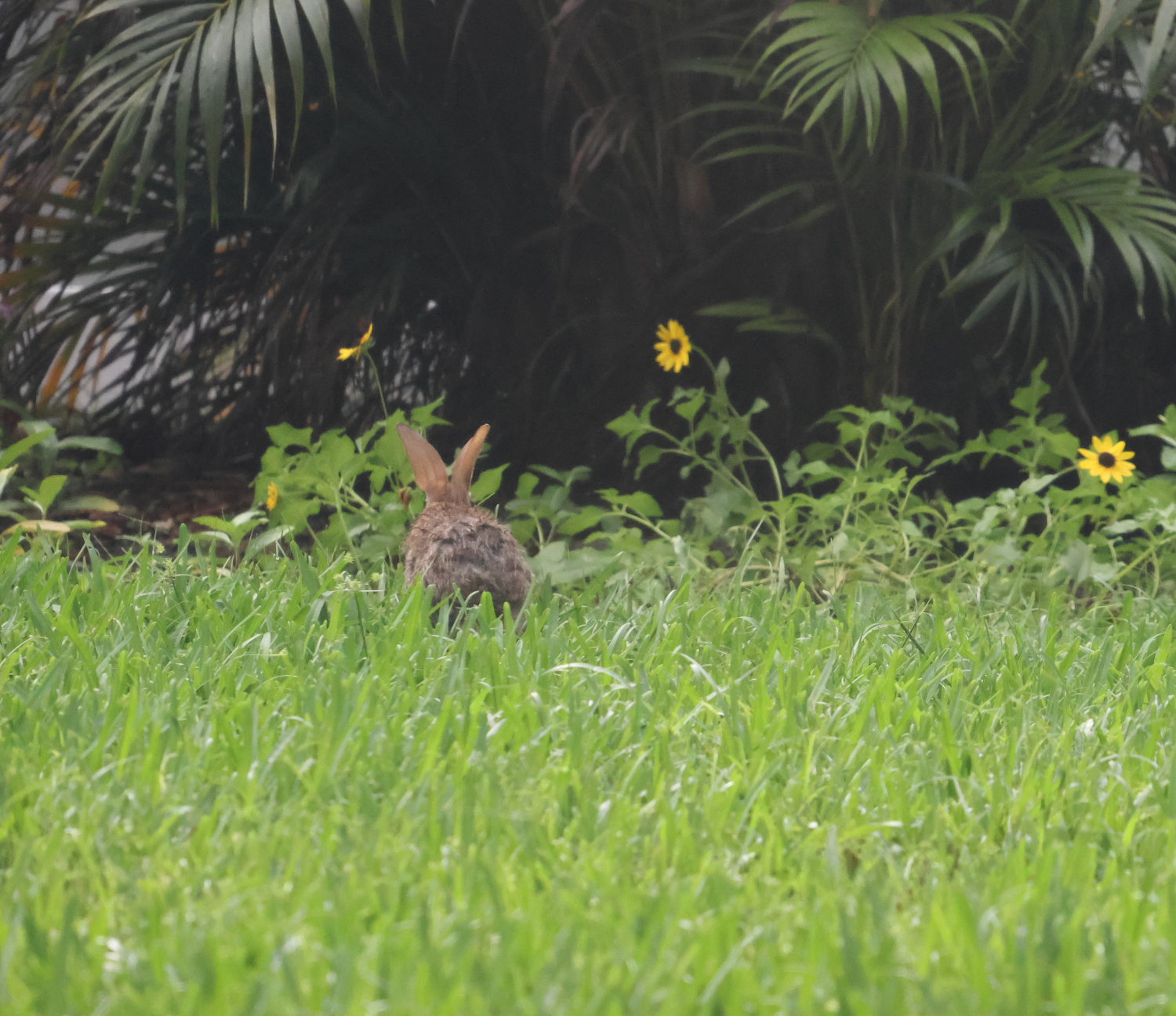 Bunny!