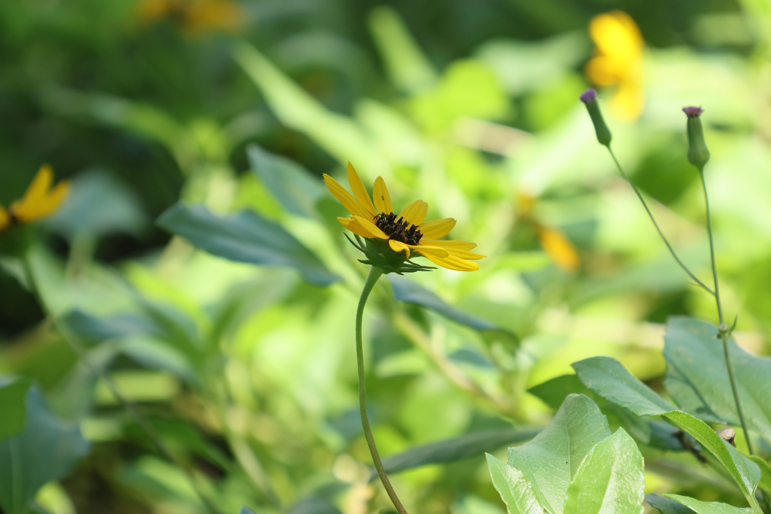Dune Sunflowers