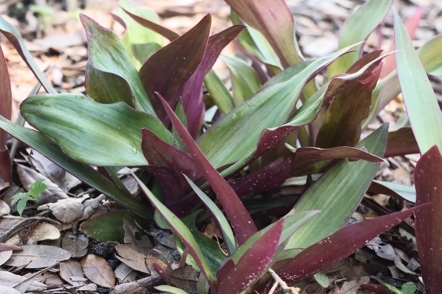 Oyster Plants