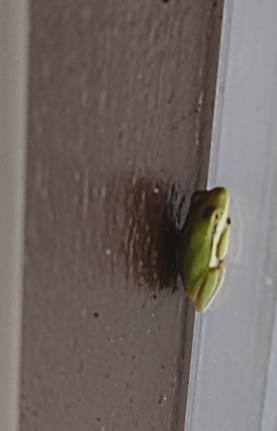 Cute Tiny Frog 🐸