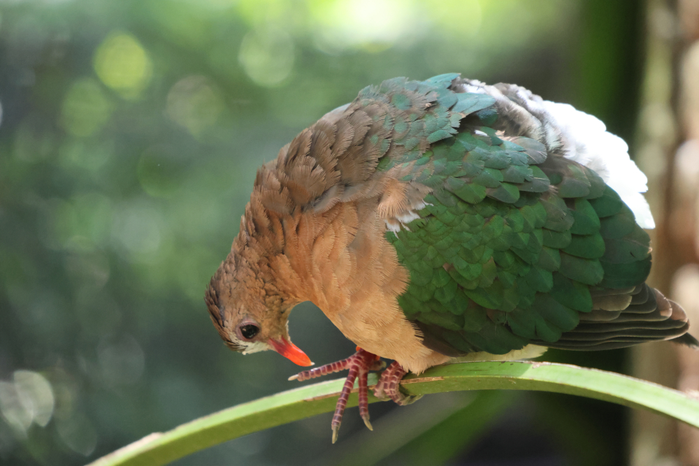 Asain Emerald dove