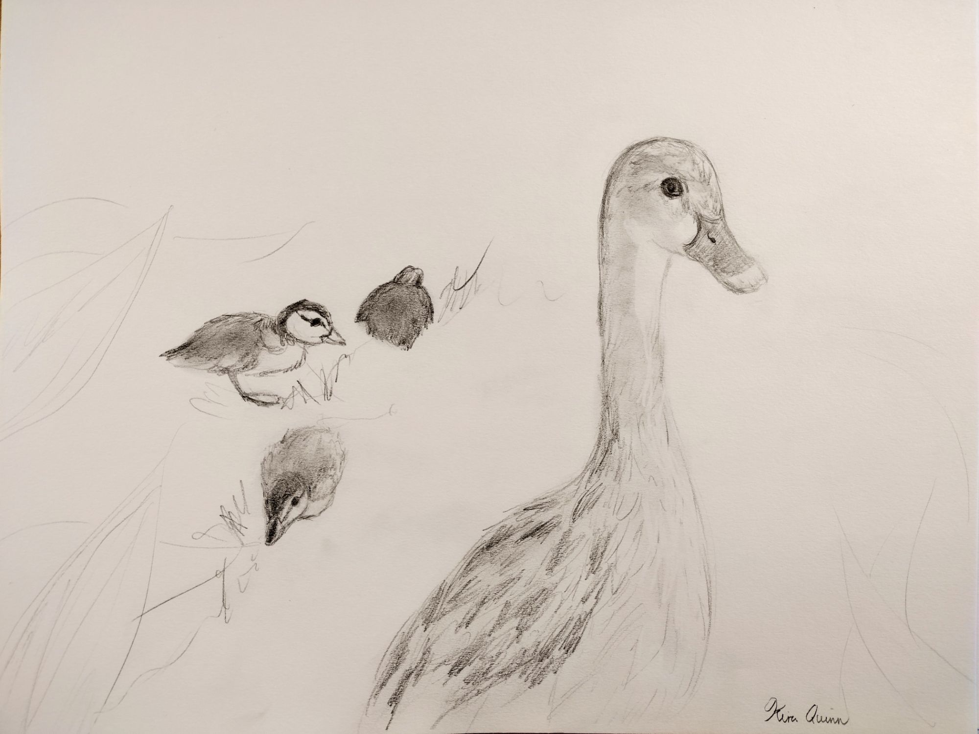 Ducks <3