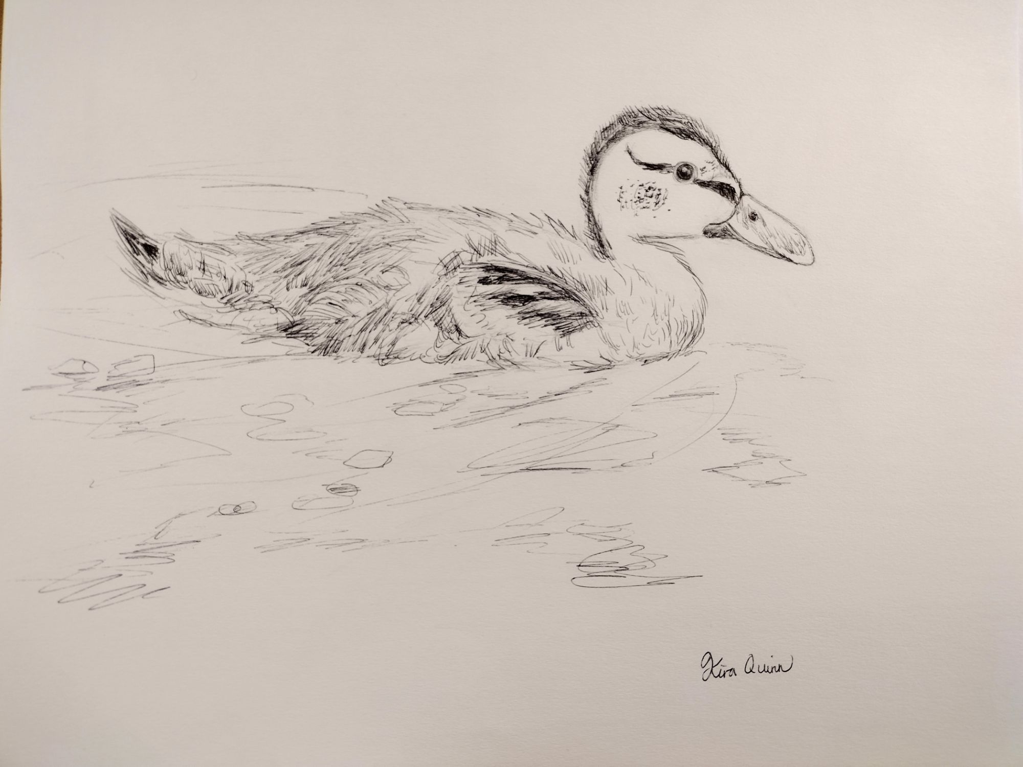 Young Duck Pen Drawing