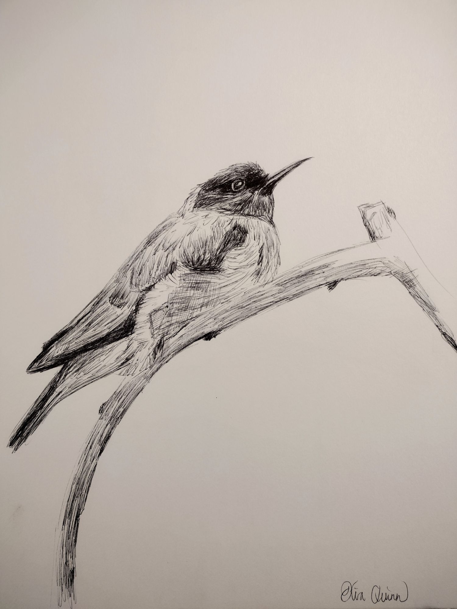 Bird On A Branch Ink Drawing