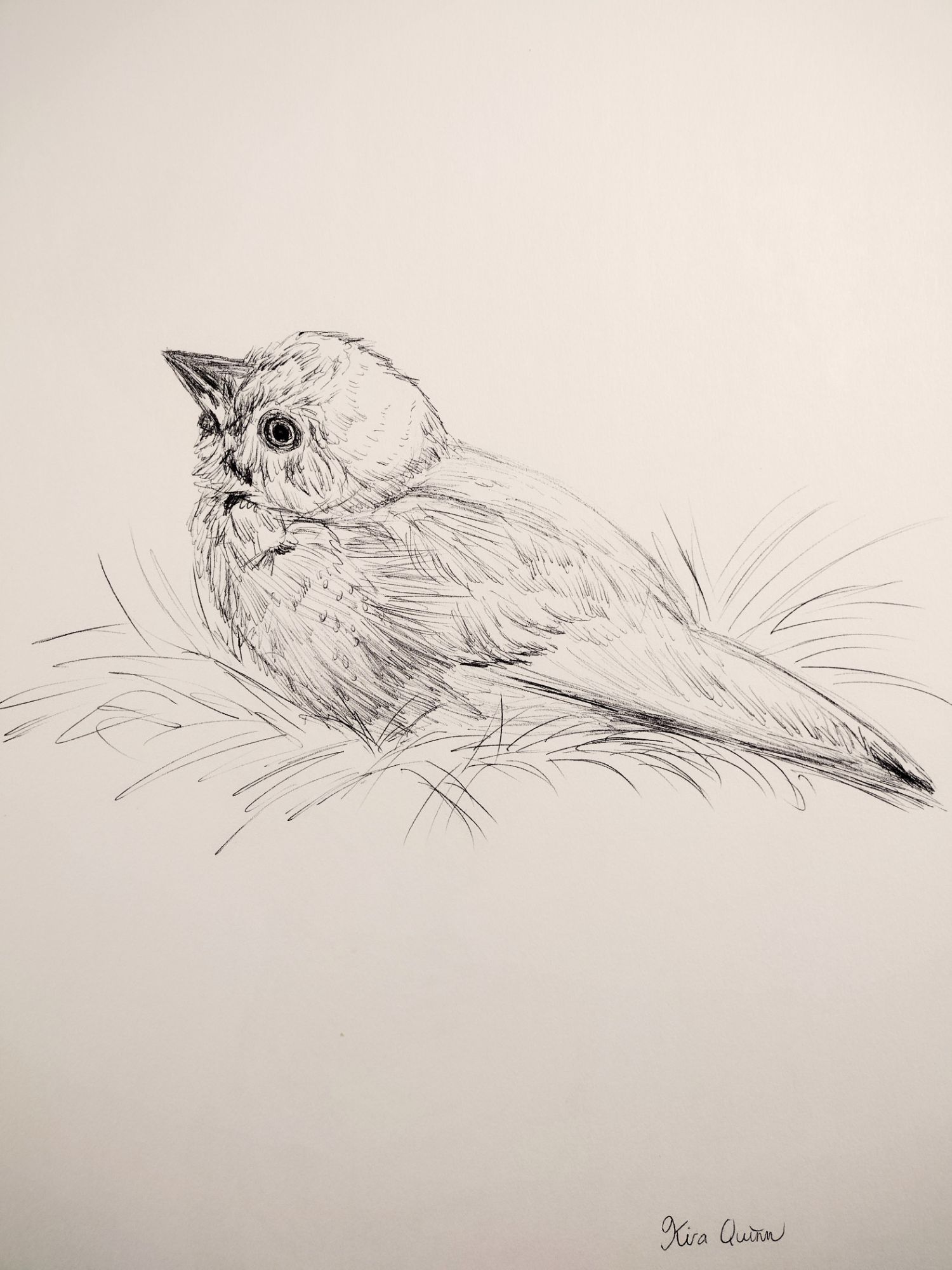 birdinkdrawing
