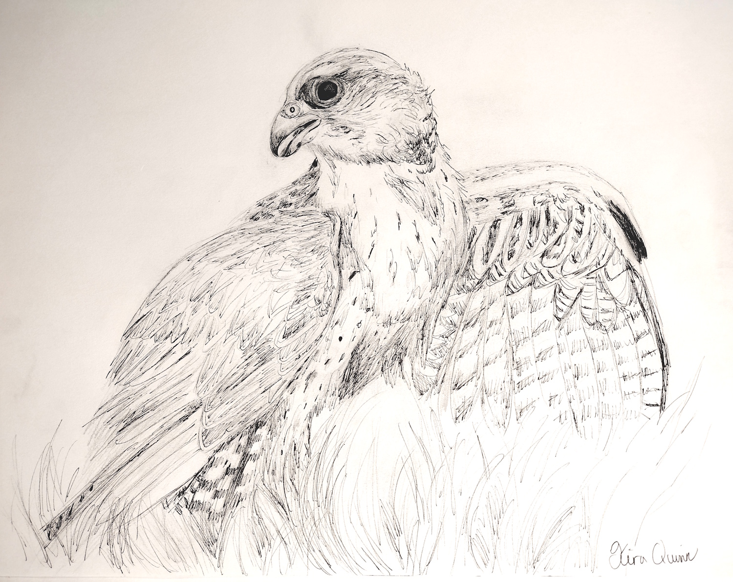 Hawk